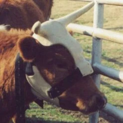 NRS Strap On Muley Horns -Nrsworld ropinghorn2